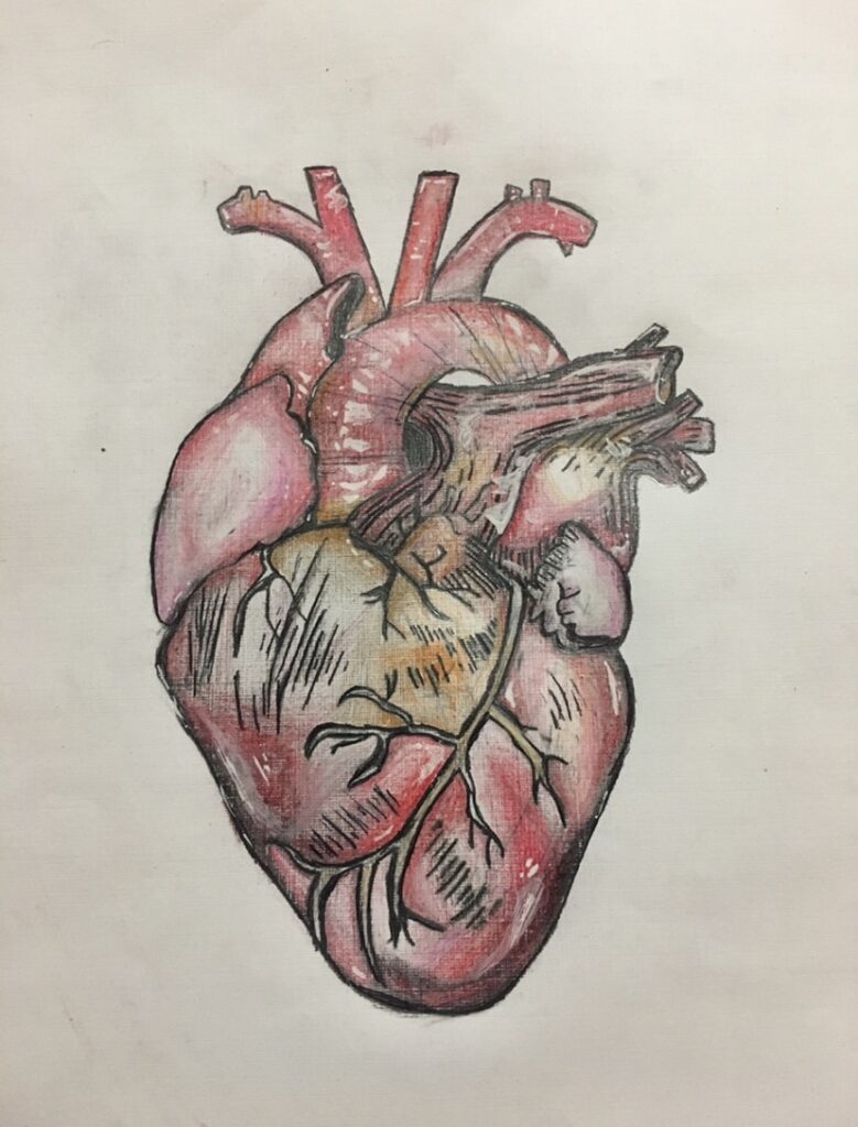 Hand drawing of a human heart