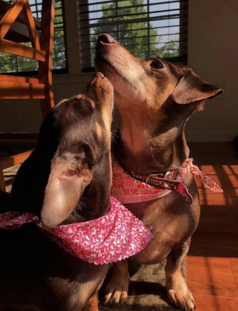 Izzy and Zoey, two brown Chiweenies, sitting with their heads raised