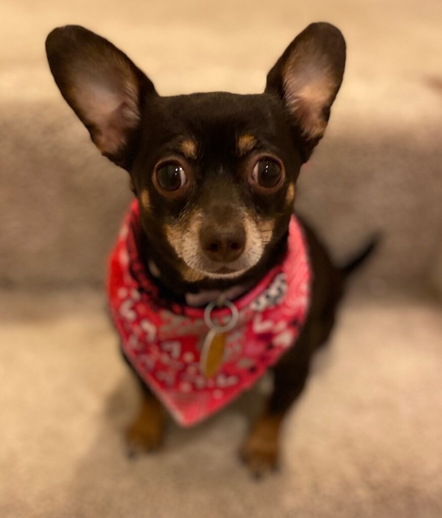 Izzy the brown Chiweenie sitting and wearing a red necktie with hearts on it.