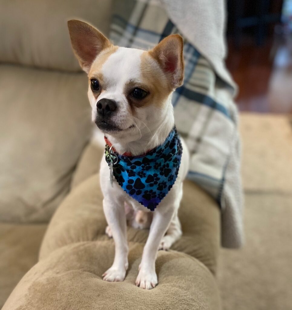 Miko the white and brown Chin-wa sitting and wearing a blue necktie with black paw prints on it.