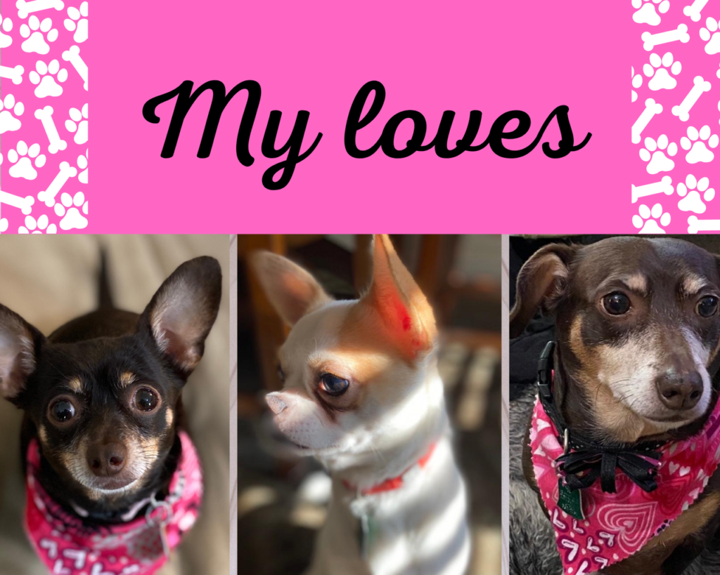 Collage of my 3 dogs with heading My Loves.  From left Izzy (brown), Miko (white) and Zoey (brown).