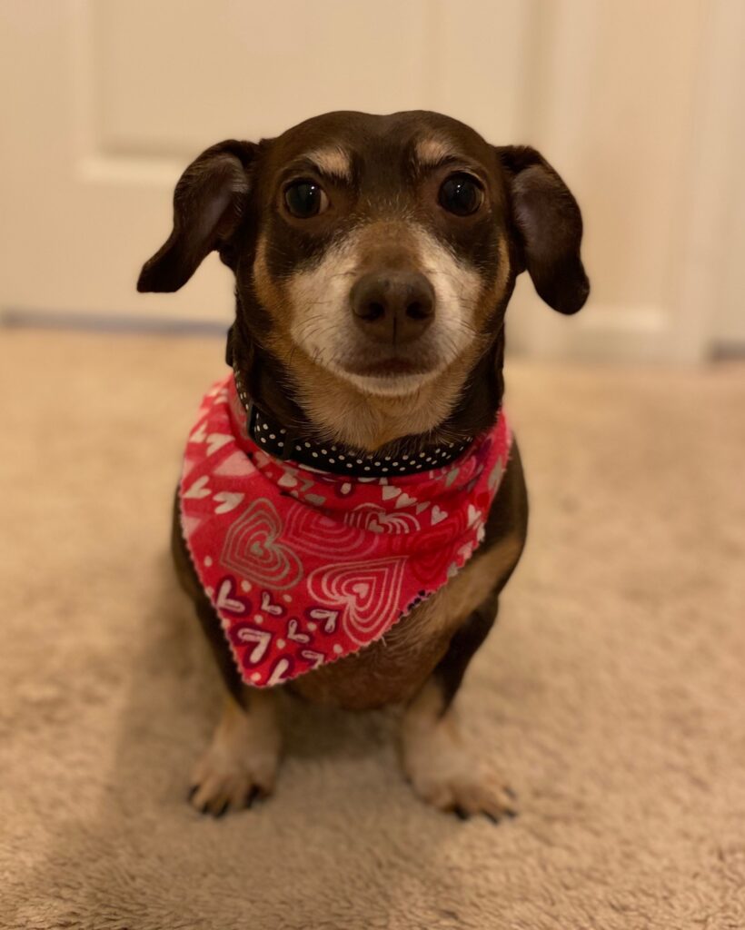 Zoey our brown Chiweenie wearing a red necktie with hearts on it.