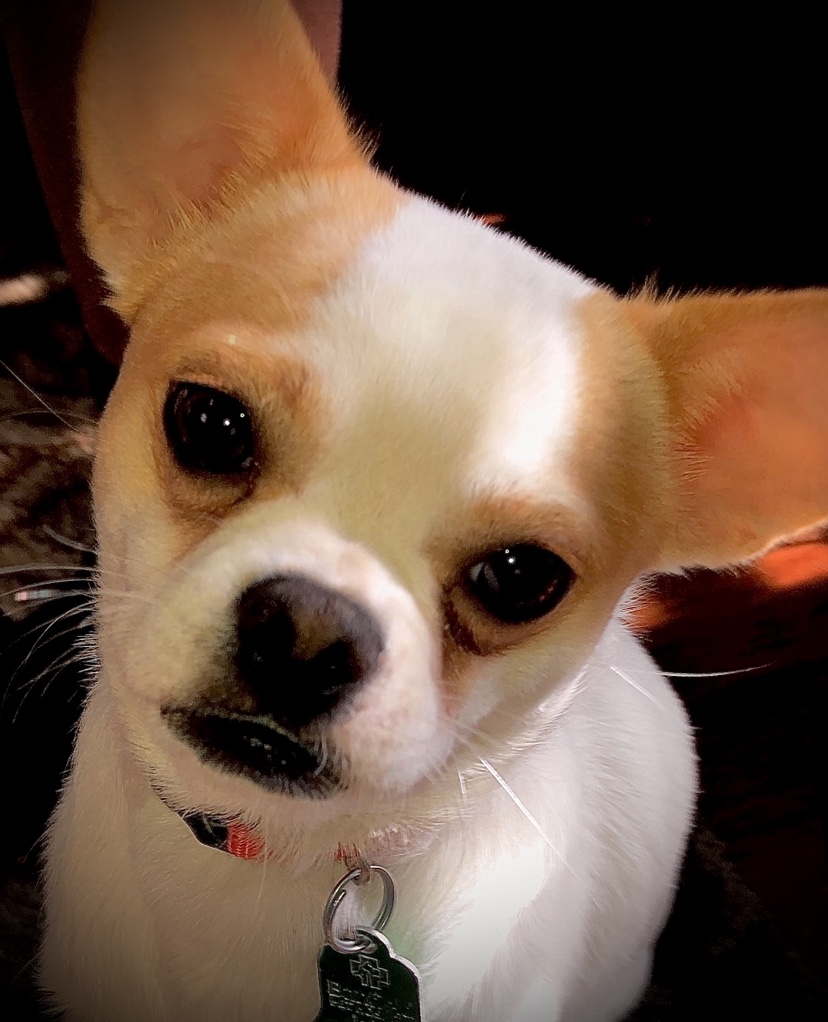 Headshot of Miko the Chin-wa.  He is white with tinges of brown.