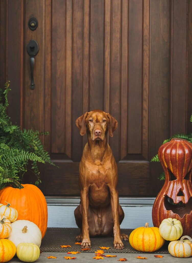 Brown lean dog sitting at a doorstep surrounded by pumpkin decorations. Decorations are some of the things that I absolutely love about Fall.