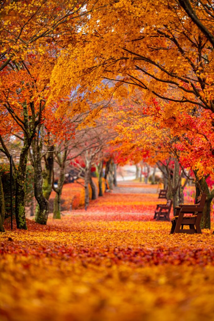 Benches along a path lined by trees with brilliant colored leaves of Fall, orange and red and yellow.  Things that I absolutely love about Fall.
