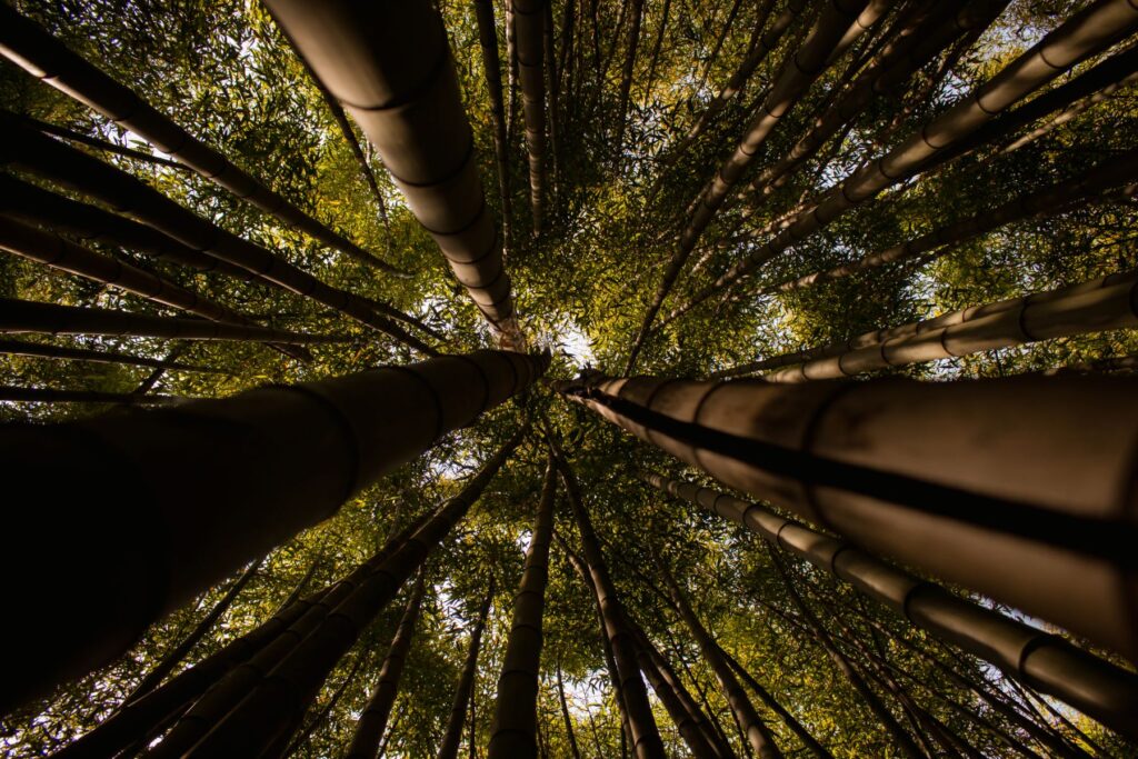 Low angle photo of trees showing the sunlight above