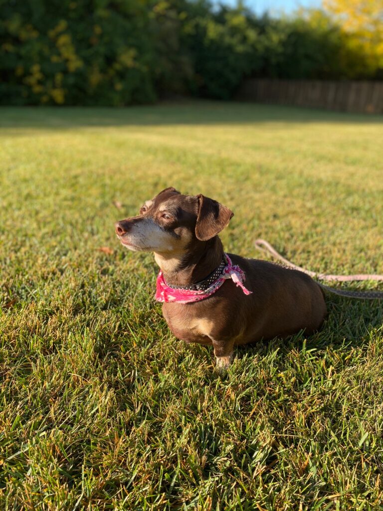 Brown Chiweenie dog Zoey sitting on grass wearing a leash
