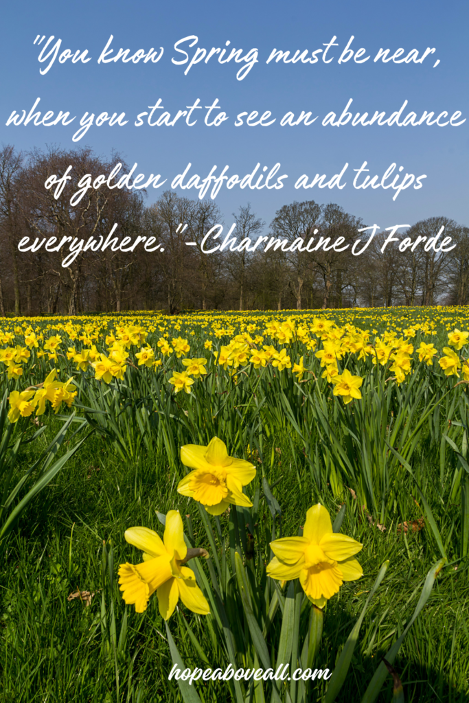 Field of daffodils with Spring quote at top.