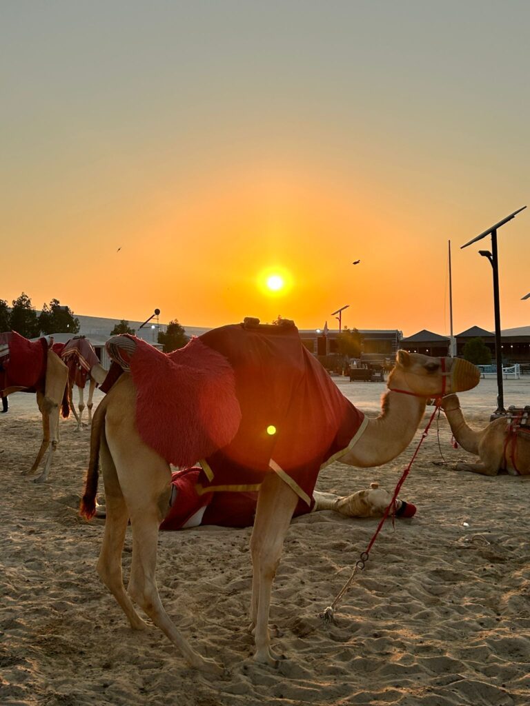 Camel with a gorgeous sunset in the background