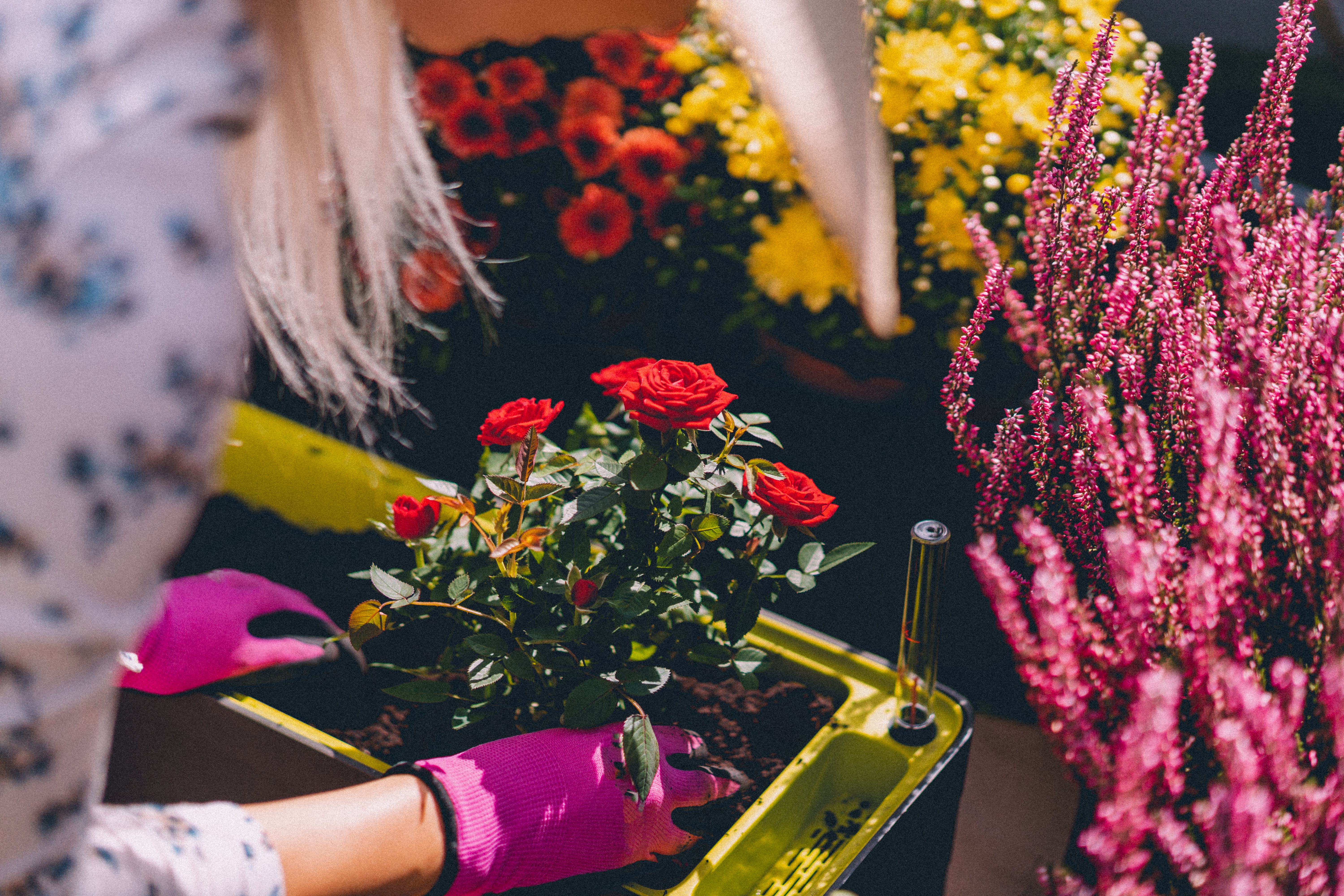 Woman planting flowers